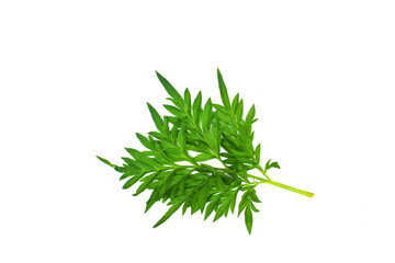 dill isolated on white background