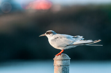 Forster's Tern (Sterna forsteri) in Bolsa Chica Ecological Reserve, California, USA