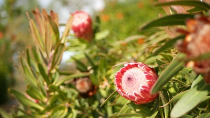 Protea pink flower in garden, California USA. Sugarbush repens springtime bloom, romantic botanical atmosphere, delicate exotic blossom. Coral salmon spring color. Flora of South Africa. Soft blur.