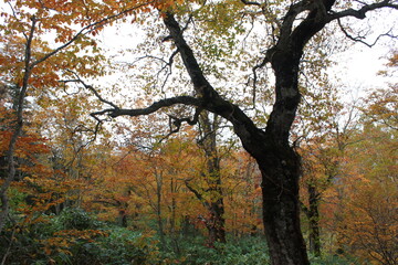 紅葉の尾瀬。鳩待峠からアヤメ平に向かう紅葉に包まれた山道。