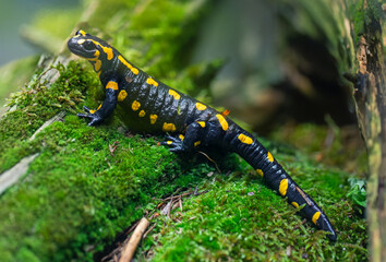 Obraz na płótnie Canvas Portrait view of a Fire salamander (Salamandra salamandra)