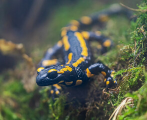 Close-up view of a Fire salamander (Salamandra salamandra)