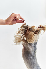 Yorkshire Terrier domestic grooming light background