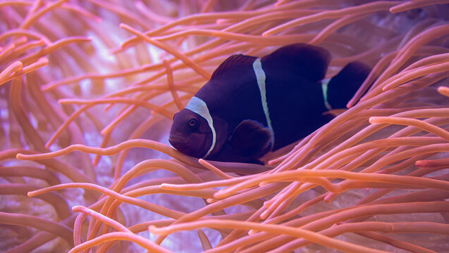 Close-up view of a Maroon clownfish (Premnas biaculeatus) nestled in a bubble anemone