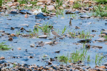 Little Ringed Plover (Charadrius dubius) in the foothills, Caucasus, Republic of Dagestan, Russia