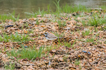 Little Ringed Plover (Charadrius dubius) in the foothills, Caucasus, Republic of Dagestan, Russia