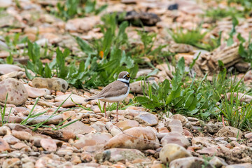 Little Ringed Plover (Charadrius dubius) in the foothills, Caucasus, Republic of Dagestan, Russia