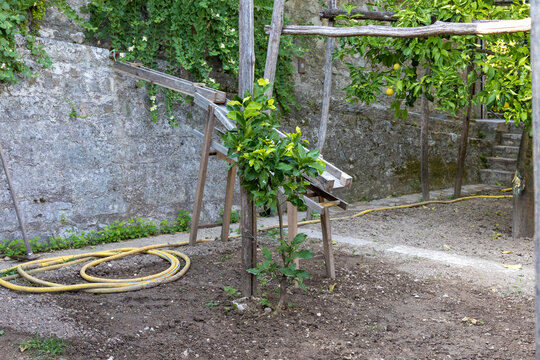 Lemon trees in a lemon greenhouse in Gargnano on Lake Garda