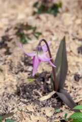 Siberian Fawn Lily (Erythronium sibiricum) in garden, Central Russia