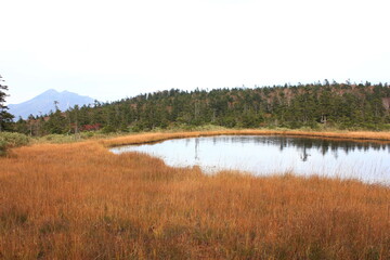 秋の尾瀬。草紅葉の中の池塘。