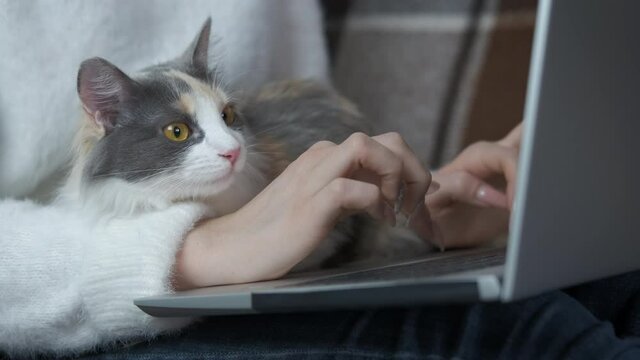 Self quarantine with a cat. A girl stay alone wih her cat and chitting in internet in the room.