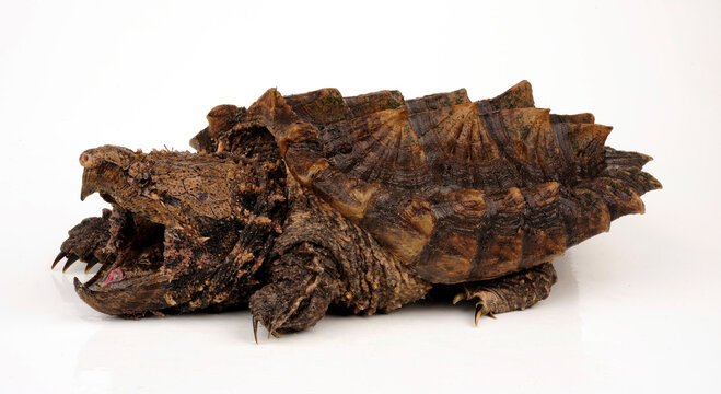 Alligator snapping turtle // Geierschildkr&ouml;te (Macrochelys temminckii)