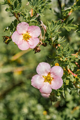 Obraz premium Bush Cinquefoil (Potentilla fruticosa) in garden