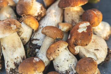 Autumn fall composition. Raw edible mushrooms Penny Bun on dark black stone shale background. Ceps over gray table. Cooking delicious organic mushroom gourmet food. Flat lay, top view