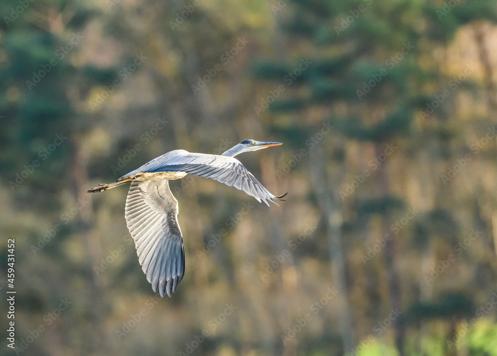 Wall mural grey heron (Ardea cinerea) in flight