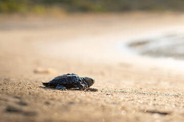 Baby Loggerhead Turtle at Kefalonia (Greece)