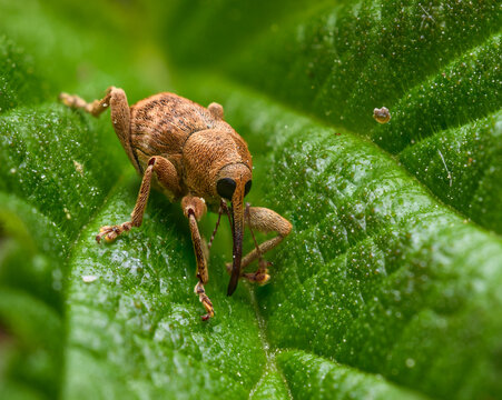 nut weevil (Curculio nucum) in high detail