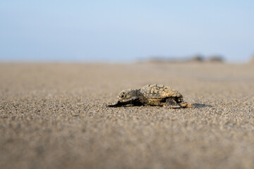 Baby Loggerhead Turtle at Kefalonia (Greece)