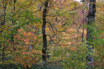 秋の尾瀬。アヤメ平を通るハイキングコースから尾瀬ヶ原へと下りる山。黄色と紅に包まれた森。