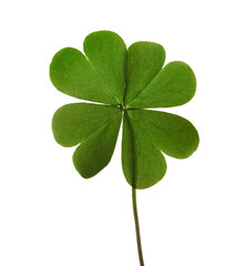 Green four leaf clover isolated on white