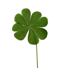 Green four leaf clover isolated on white