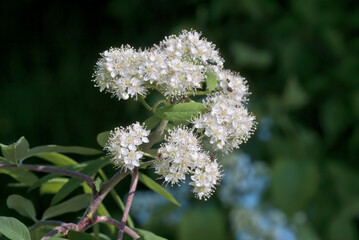 Rowan (Sorbus aucuparia) in park, Central Russia