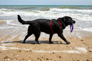 Labrador black dog pet playing on the beach by the sea. High quality photo