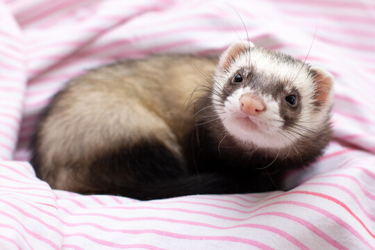 portrait of a little ferret