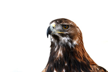 Golden Eagle Closeup View on a White Background