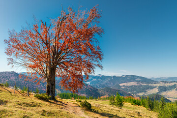 Lonely tree with golden leaves