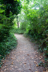 Fototapeta na wymiar A Gentle Woodland Walk in the Countryside Path