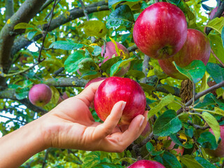 Hand picks fresh apple from the tree.