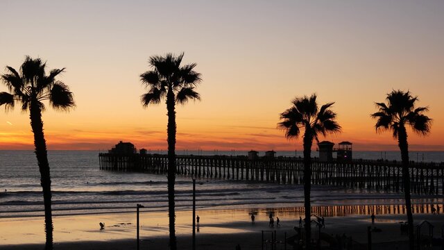 Palms silhouette on twilight sky, California USA, Oceanside pier. Dusk gloaming nightfall atmosphere. Tropical pacific ocean beach, sunset afterglow aesthetic. Dark black palm tree, Los Angeles vibes.