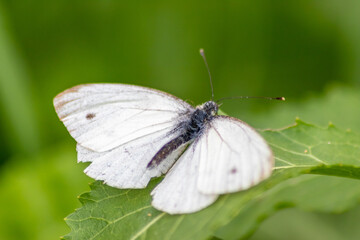 White butterfly with black dots on a stinging-nettle warms up in sunlight on a shiny summer day for pollination and mating on green leaves and a natural blurred background filigree insect for nectar