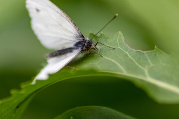 White butterfly with black dots on a stinging-nettle warms up in sunlight on a shiny summer day for pollination and mating on green leaves and a natural blurred background filigree insect for nectar