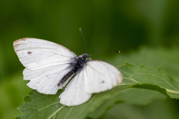 White butterfly with black dots on a stinging-nettle warms up in sunlight on a shiny summer day for pollination and mating on green leaves and a natural blurred background filigree insect for nectar