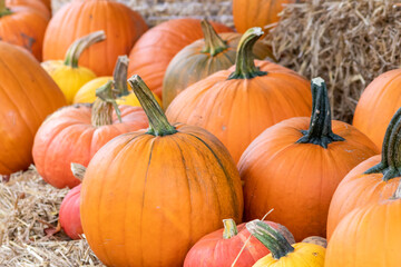 Many ripe Halloween pumpkins as delicious vegetable in fall and thanksgiving season is the orange...