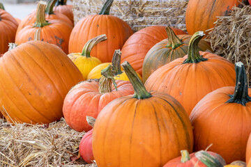 Many ripe Halloween pumpkins as delicious vegetable in fall and thanksgiving season is the orange fruit for farming harvest to show big garden vegetables cucurbita growing till October for holidays