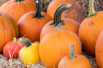 Many ripe Halloween pumpkins as delicious vegetable in fall and thanksgiving season is the orange fruit for farming harvest to show big garden vegetables cucurbita growing till October for holidays