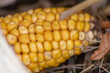 Macro of sweet golden corn cob with ripe golden seeds for thanksgiving as delicious snack and healthy vegetable on organic farm after fresh harvest in September and October as seasonal raw grain