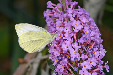 Small white // Kleiner Kohlweißling (Pieris rapae)