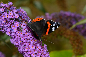 Admiral // Red admiral (Vanessa atalanta) auf Fliederblüte