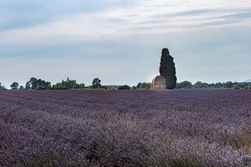 Gordijnen Parfum et couleur d'un paysage provençal avec de la lavande à perte de vue © Armelle ll