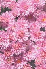 Chrysanthemum flowers close up as a beautiful nature background. Fall theme concept backdrop. Selective focus