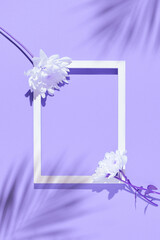 Chrysanthemum flowers and white frame on pastel lilac background. Nature concept. Copy space. Top view. Flat lay.