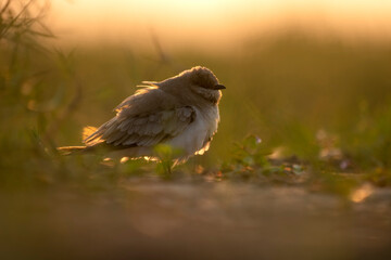 Fototapeta premium Small pratincole, Glareola lactea in SUnset