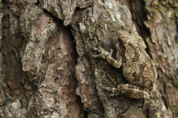 Gray Tree Frog Hyla chrysoscelis on pine tree in Eastern Texas