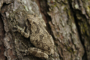Gray Tree Frog Hyla chrysoscelis on pine tree in Eastern Texas