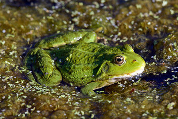 Seefrosch // Marsh frog (Pelophylax ridibundus)