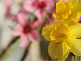 Yellow Daffodils in spring garden with pink flowers in background